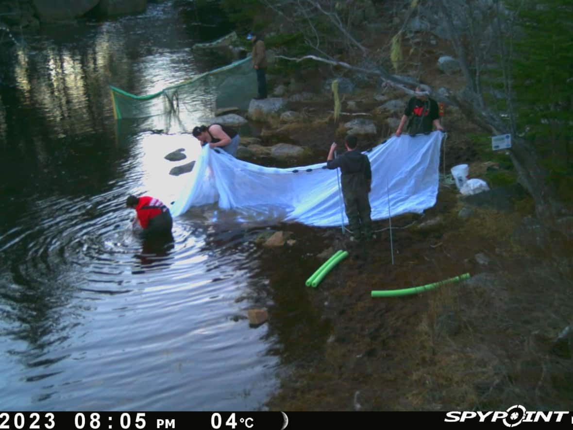 Poaching continues uninterrupted on some Nova Scotia rivers — despite a federal shutdown of the elver fishery earlier this month. This photo was supplied to CBC by a frustrated commercial elver licence holder. (Atlantic Elver Fishery - image credit)