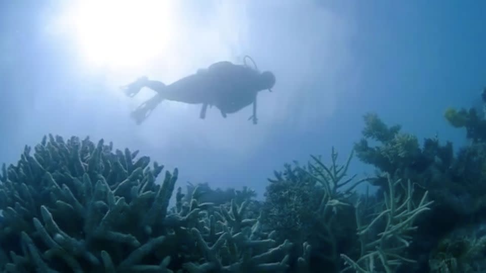 Snorkelling down to see 