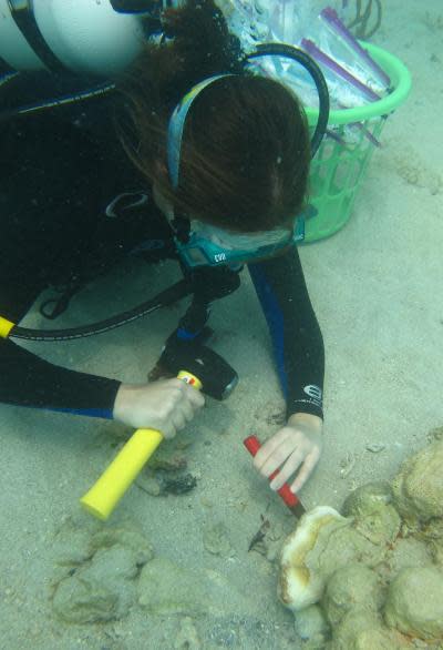 Nitzan Soffer from Oregon State University takes a sample of diseased coral.