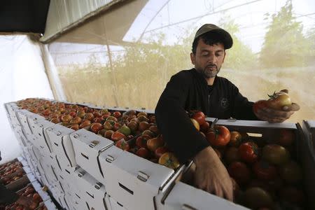 A Palestinian farmer sorts tomatoes to be exported into Israel, on a farm in Deir El-Balah in the central Gaza Strip March 11, 2015. REUTERS/Ibraheem Abu Mustafa