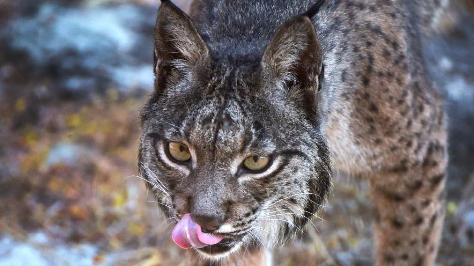 Lince