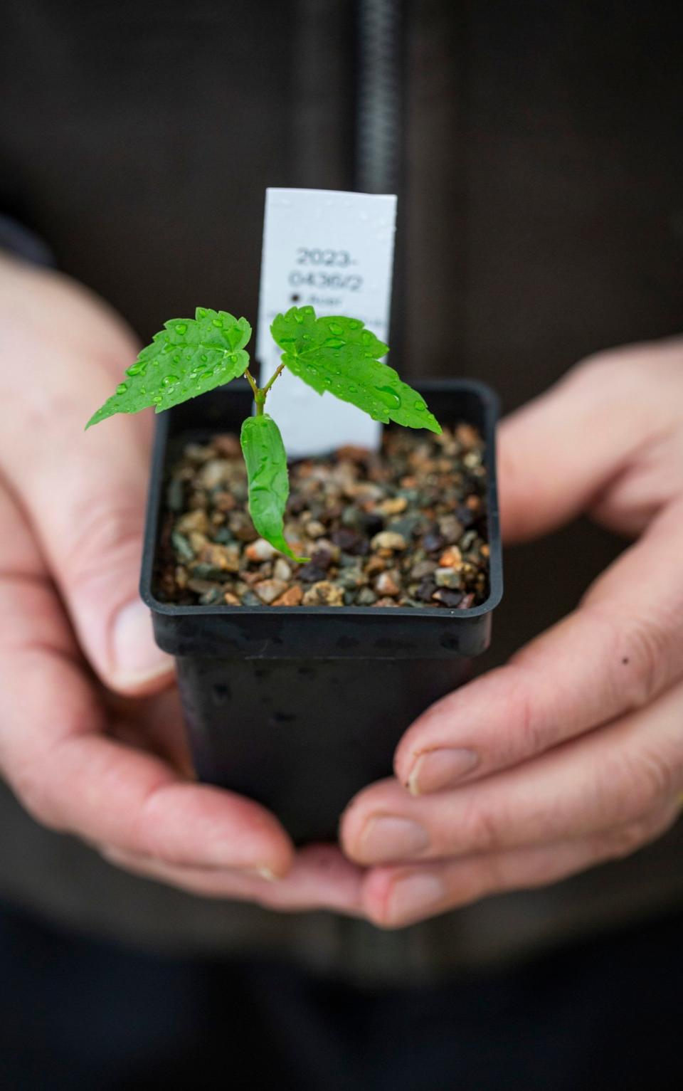 Sycamore gap seedling