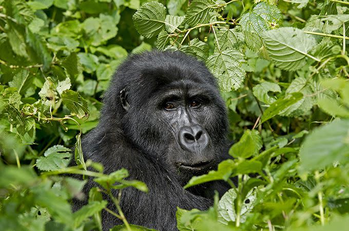 Gorillas in Uganda. Photo: Sanctuary Retreats