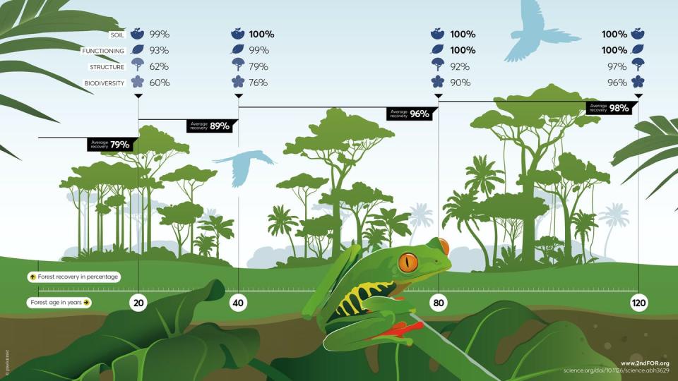 Graphic showing how regrowing forests regain functions over time.