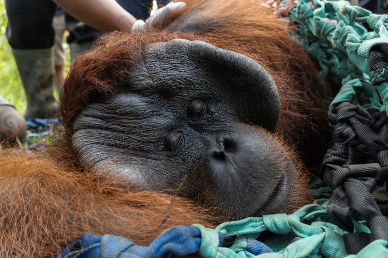 Indonesia releasing a male Borneo orangutan into conservation forest. of Tanagupa, part of Gunung Palung National Park, in North Kayong regency