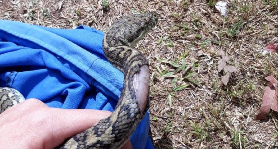 A Sunshine Coast snake catcher has revealed why you should never try and catch the reptiles yourself.