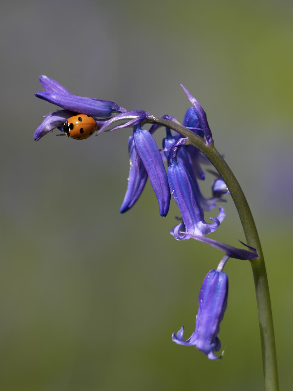 Bluebell with a ladybird focus stacked photo with all in focus