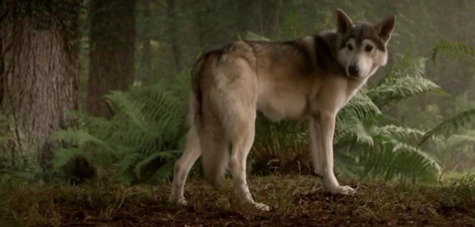 This happened during the filming of The Lion, the Witch, and the Wardrobe, when some husky dog actors didn't look 