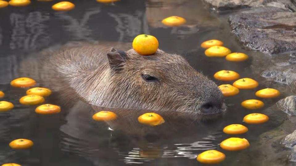 A capybara sits in a hot water bath with a yuzu on its head