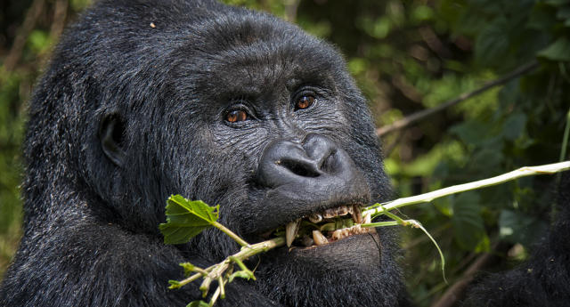 ‘This is a beacon of hope,’ saysTara Stoinski, chief scientist of the Dian Fossey Gorilla Fund. Source: Getty