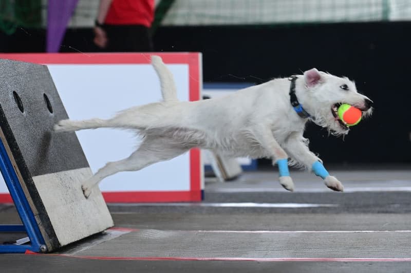 A dog plays during the Indoor tournament Flyvaryors 2024. Kubeš Slavomír/CTK/dpa