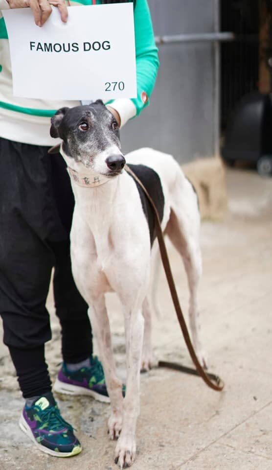 Famous Dog is an Australian greyhound who was sent to Macau between 2012 and 2013 after he failed to place in two races in Victoria.