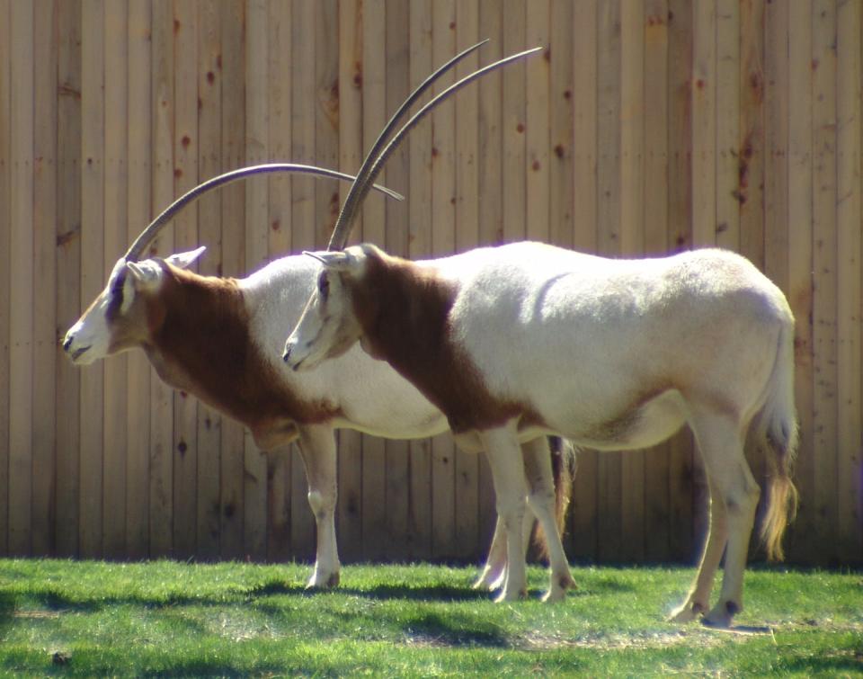 Many animals – including the Scimitar-horned Oryx – are currently extinct in the wild. <a href="https://www.flickr.com/photos/33590535@N06/3439149421" rel="nofollow noopener" target="_blank" data-ylk="slk:Drew Avery;elm:context_link;itc:0;sec:content-canvas" class="link ">Drew Avery</a>, <a href="http://creativecommons.org/licenses/by/4.0/" rel="nofollow noopener" target="_blank" data-ylk="slk:CC BY;elm:context_link;itc:0;sec:content-canvas" class="link ">CC BY</a>