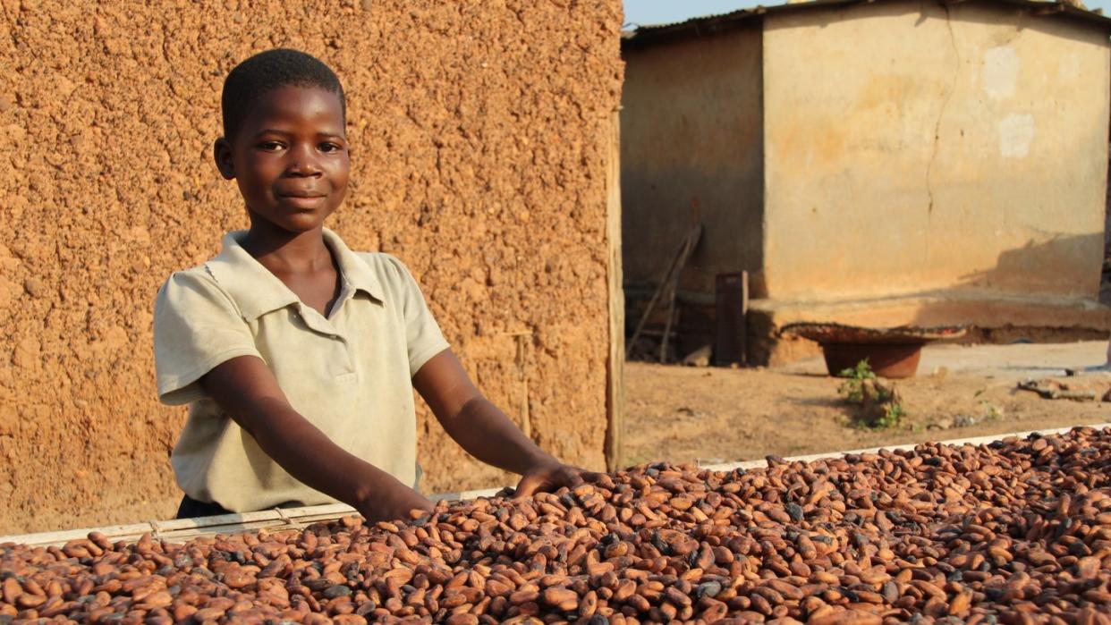 Die neunjährige Moahe hilft im Dorf Konan Yaokro im Süden der Elfenbeinküste dabei, vor Kurzem geerntete Kakaobohnen in der Sonne zu trocknen. Foto: Jürgen Bätz/Archiv