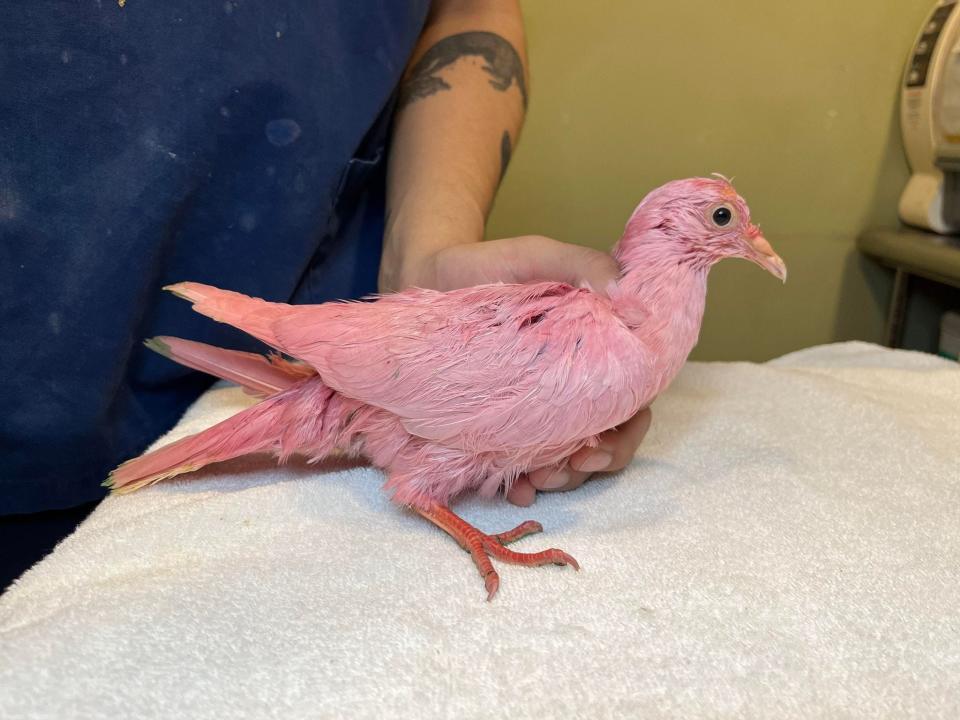 Flamingo is believed to have died by inhaling the toxic fumes emitting from the dye, Wild Bird Fund said.