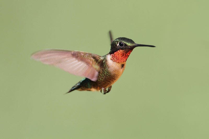 Ruby-throated hummingbirds are a common sight in Ohio.