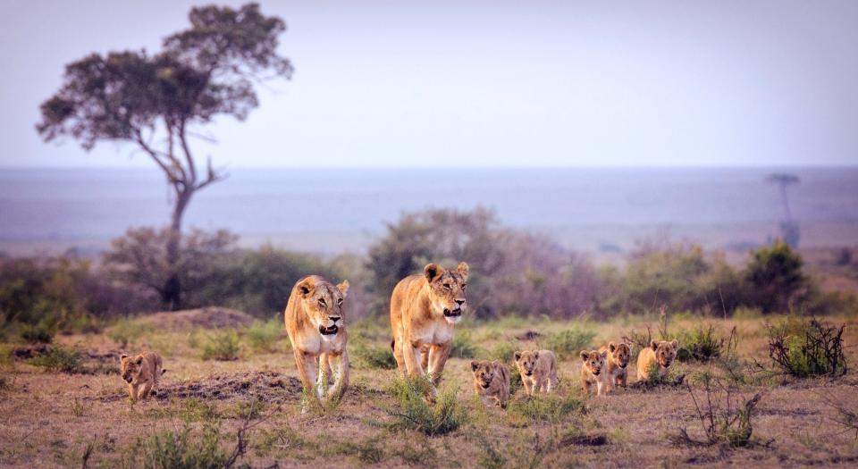 Lionesses and cubs in Kenya's Maasai Mara - Getty