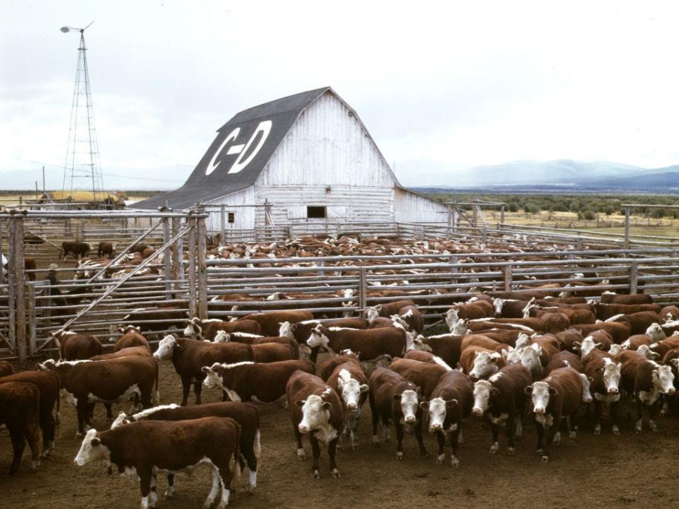 Cattle in corrals on ranch, Beaverhead County, Mont. - September 1942