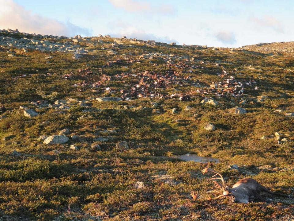 More than 300 wild reindeer lie dead after being struck by lightning.