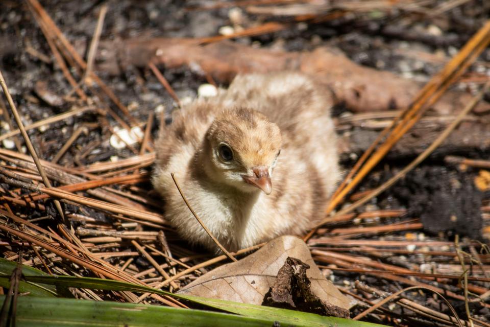 Giblet hatched three Osceola turkey chicks on Sept. 9 and 10.