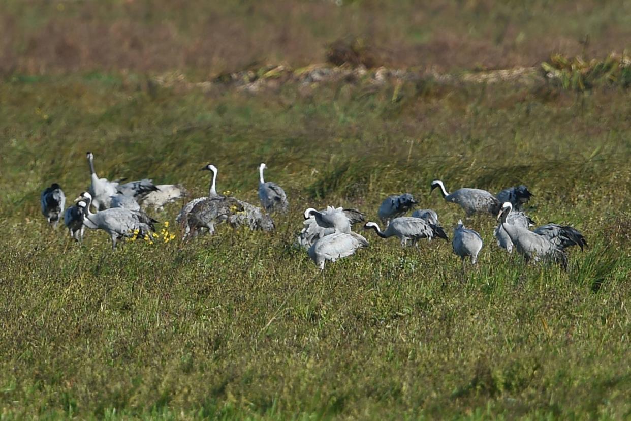 Some of the 33 cranes that have made the Wildfowl & Wetlands Trust centre at Welney in Norfolk their home in recent days (Joe Giddens/PA Wire)