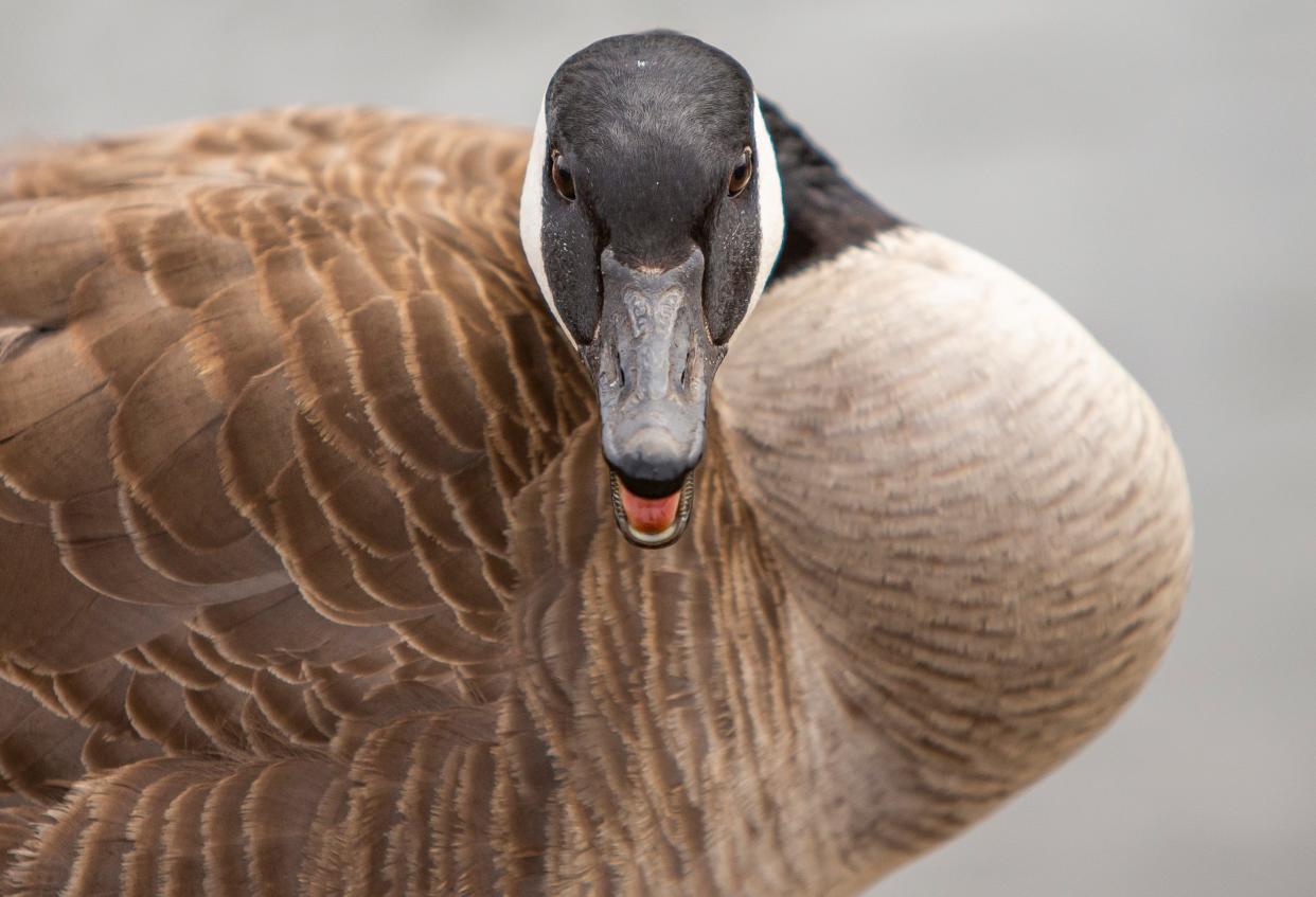 A Canada goose protects a nest on Tuesday, March 29, 2022, along a paved trail at Beutter Park in Mishawaka. 