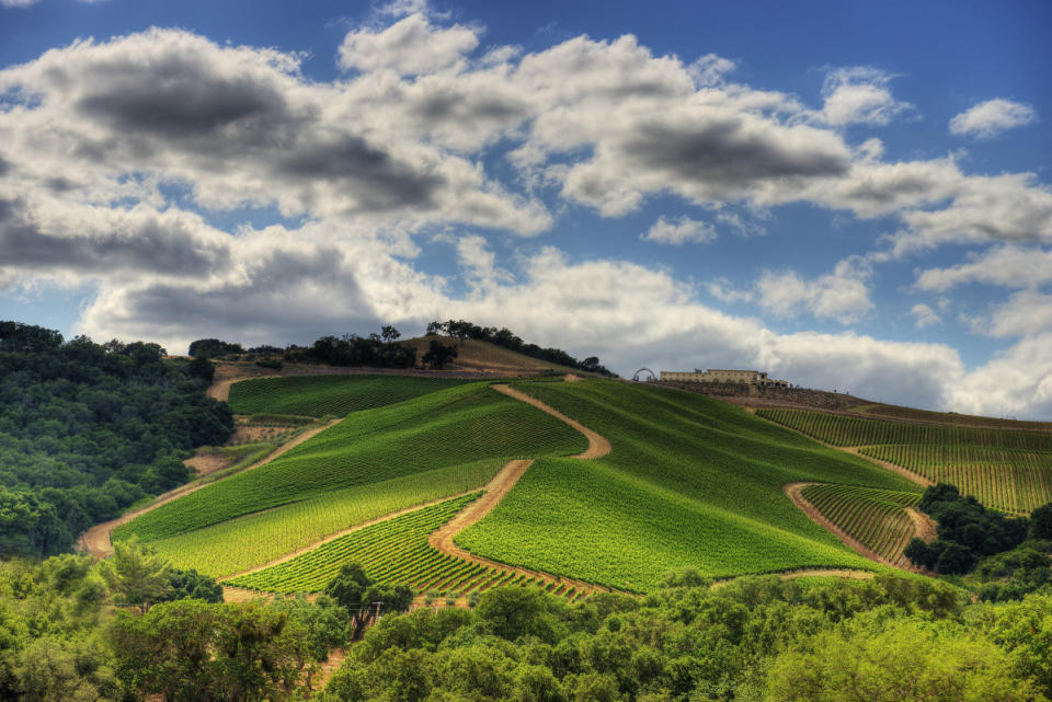 <p>Courtesy of DAOU Family Estates</p><p><em>When my brother and I first set foot on what is now known as <a href="https://daouvineyards.com/stories/daou-mountain" rel="nofollow noopener" target="_blank" data-ylk="slk:DAOU Mountain;elm:context_link;itc:0;sec:content-canvas" class="link ">DAOU Mountain</a>, the sheer beauty of the landscape unfolded, signaling the dawn of a new chapter. This journey had its roots in a tumultuous period of our lives, where the loss of our mother, father, and sister within a year led us in search of Life 2.0—a quest that drew us to the serene countryside of the Adelaida District, reminiscent of our heritage and childhood. </em></p><p><em>Our upbringing in France, with long family meals with wine on the table, instilled our deep appreciation for wine, forever connected to our family’s past, cherished stories, and shared experiences. When my brother expressed his desire to craft wine, I felt a sense of destiny. I realized that Daniel’s winemaking expertise, coupled with my vision for the brand, created a synergy that we believed could produce something extraordinary. </em></p><p><em>The decision to purchase this remarkable terroir, which would evolve into the iconic DAOU Mountain, marked a turning point in our lives. After purchasing the property, I drove my car through a hayfield that was as tall as my side window, and all of a sudden, what appeared in front of me was the most beautiful painting I'd ever seen. I looked out over the rolling mountain range, where I could see for hundreds of miles. It was my Bugsy Siegel moment when he saw Vegas, where he would build a paradise for adults. For me, it was at this moment that I knew we were going to make a paradise for wine lovers. </em></p>