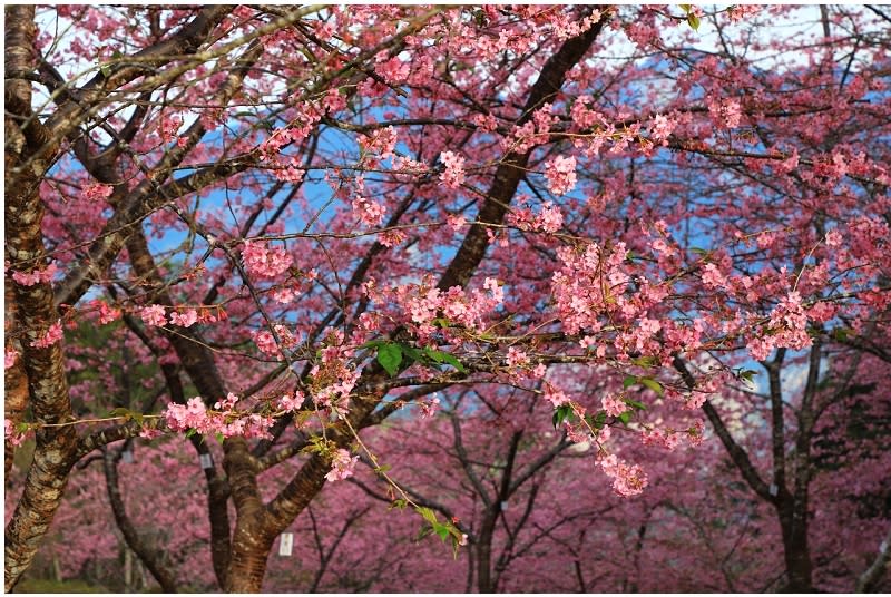 高雄「寶山二集團櫻花公園