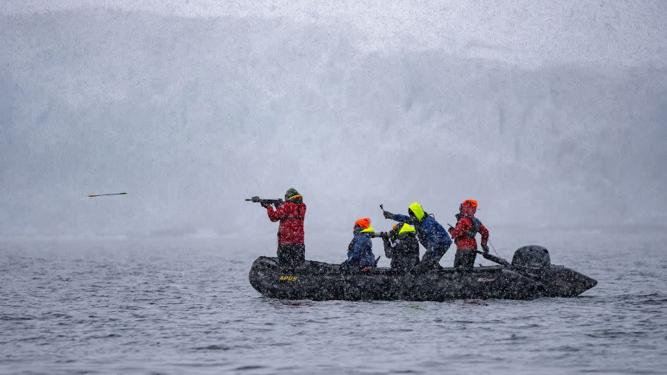 A team uses a crossbow with hollow-tip darts to collect biopsies from afar. WWF's Johnson said the whales are not harmed by this -- to the whales, the dart feels like "a mosquito bite." - Evelio Contreras/CNN