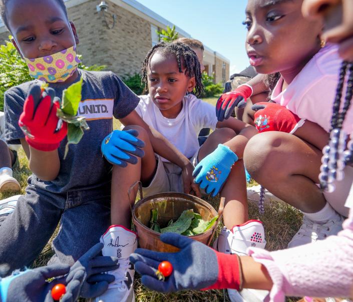 River Trail School second grade students, from left, Armanii Emerson, Micheal Smith and Taylor Smith look at tomatoes and tea leaves Thursday from their school garden in Milwaukee. River Trail is being designated as the agricultural school in Milwaukee Public Schools.