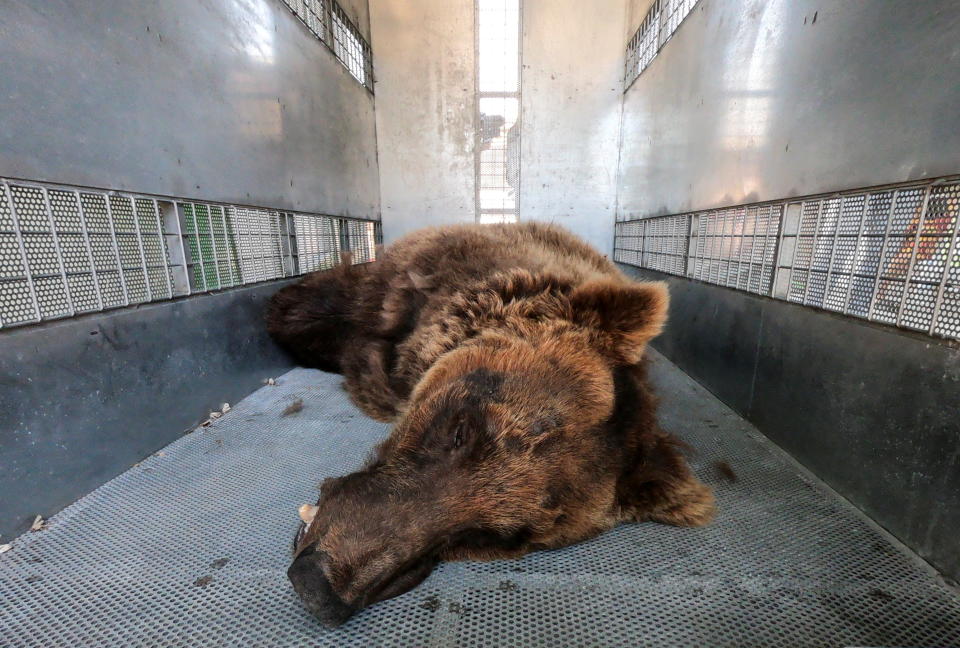One of the two Syrian brown bears to be relocated to a wildlife sanctuary in the U.S. lies inside a crate before its departure, in Tyre, Lebanon July 18, 2021. REUTERS/Issam Abdallah     TPX IMAGES OF THE DAY