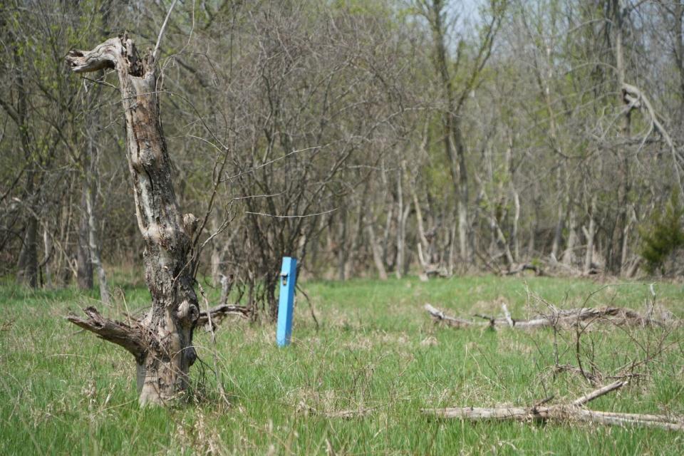 Morel hunters should avoid harvesting mushrooms in places like this abandoned apple orchard in London, Ont., where the fungus can absorb heavy metals such as lead and arsenic left by decades of arsenic-based pesticide use. 