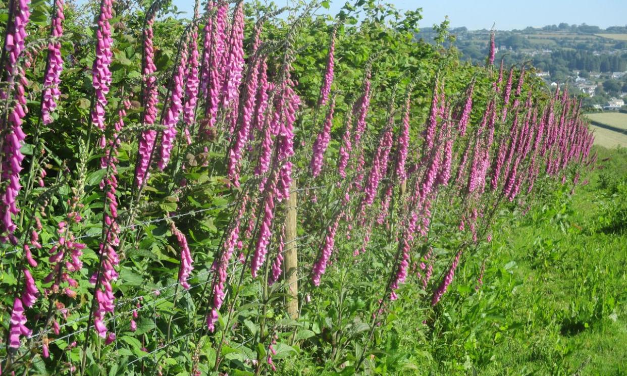 <span>‘Tall and prolific’ foxgloves off Summers Lane.</span><span>Photograph: Jack Spiers</span>