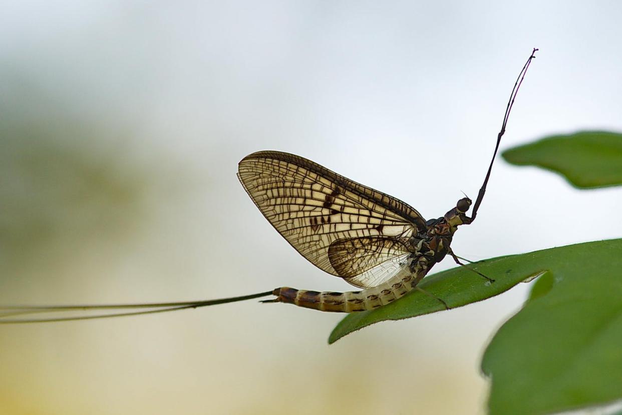 <span class="caption">The presence of mayflies and stone flies indicates clean water is nearby.</span> <span class="attribution"><a class="link " href="https://www.flickr.com/photos/andrew_ww/7275127502" rel="nofollow noopener" target="_blank" data-ylk="slk:Andrew/flickr;elm:context_link;itc:0;sec:content-canvas">Andrew/flickr</a>, <a class="link " href="http://creativecommons.org/licenses/by-nc/4.0/" rel="nofollow noopener" target="_blank" data-ylk="slk:CC BY-NC;elm:context_link;itc:0;sec:content-canvas">CC BY-NC</a></span>