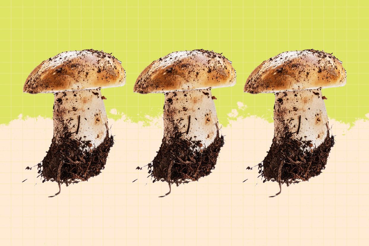 3 mushrooms with dirt on a designed background