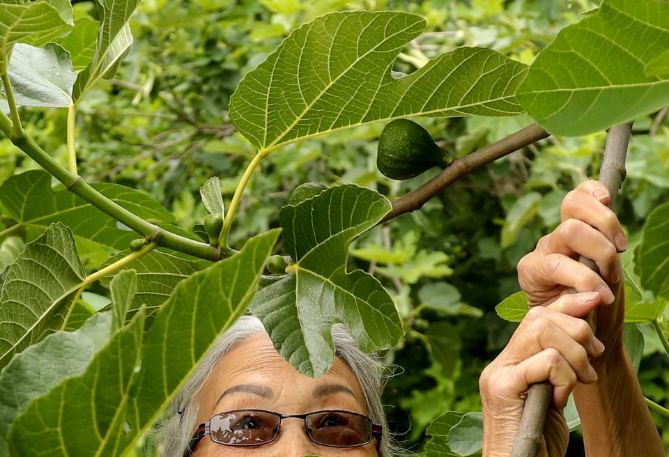 Kim Hedahl pulls down a branch to reveal a ripening fig at her home in Silverdale. She grows mostly the Desert King variety of fig.