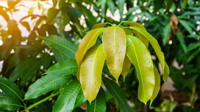 Health Benefits of Mango Leaves