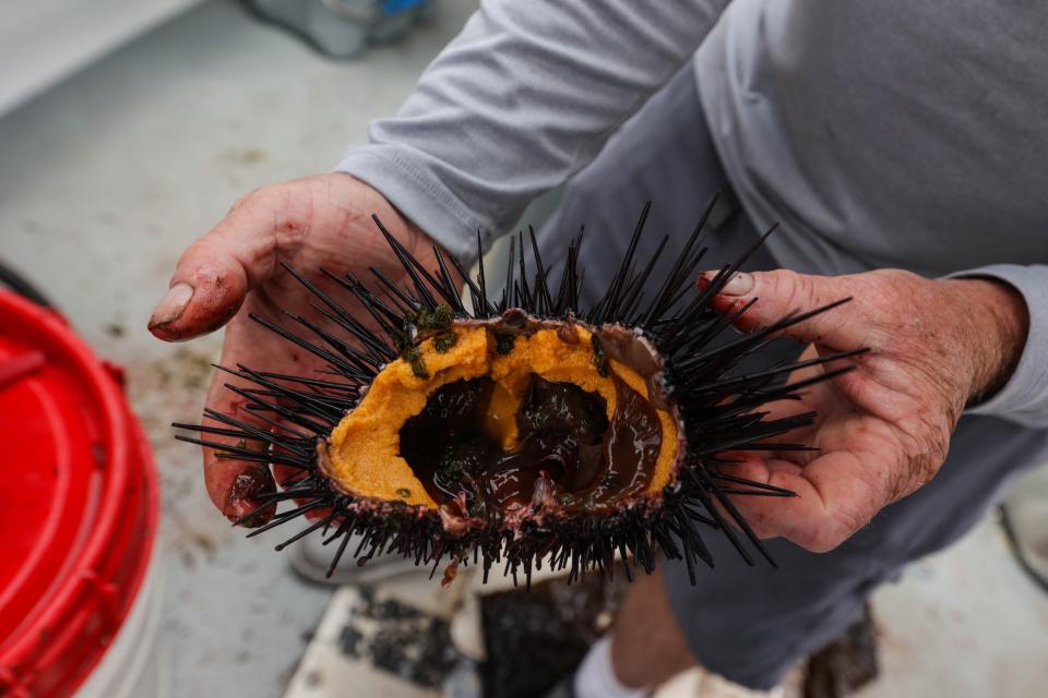 Matthew Pressly opens up a sea urchin.