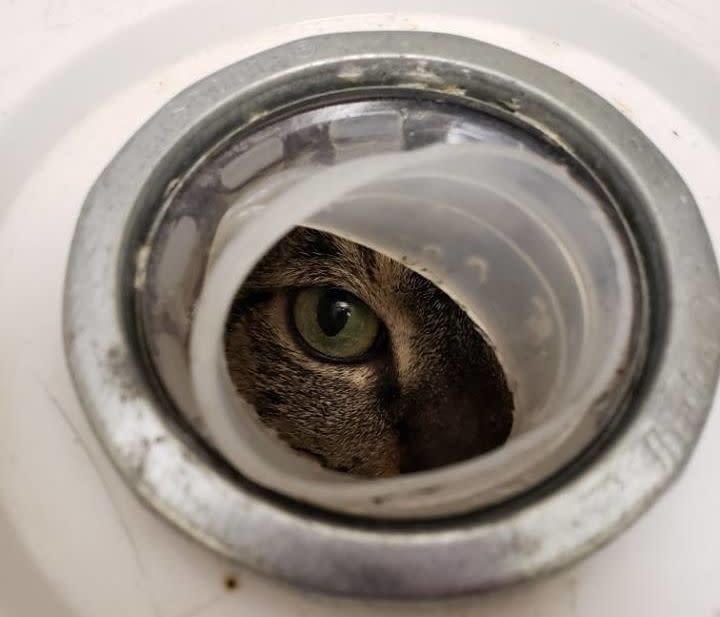 Sage was rescued by shelter staff at the nonprofit Animal Haven after someone noticed her eye peeking out of a hole in a sealed bucket. (Photo: Animal Haven)