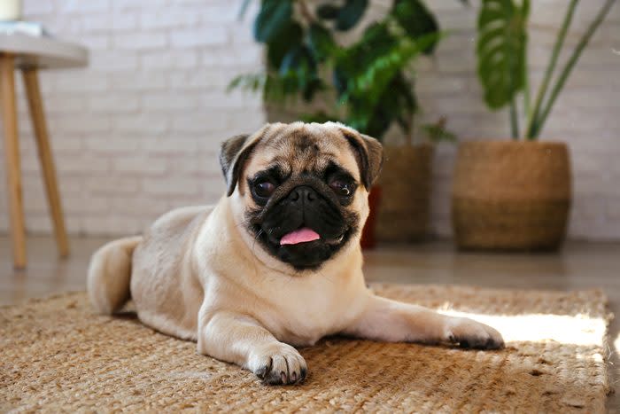 Beloved pet on wooden floor of the lofty apartment.