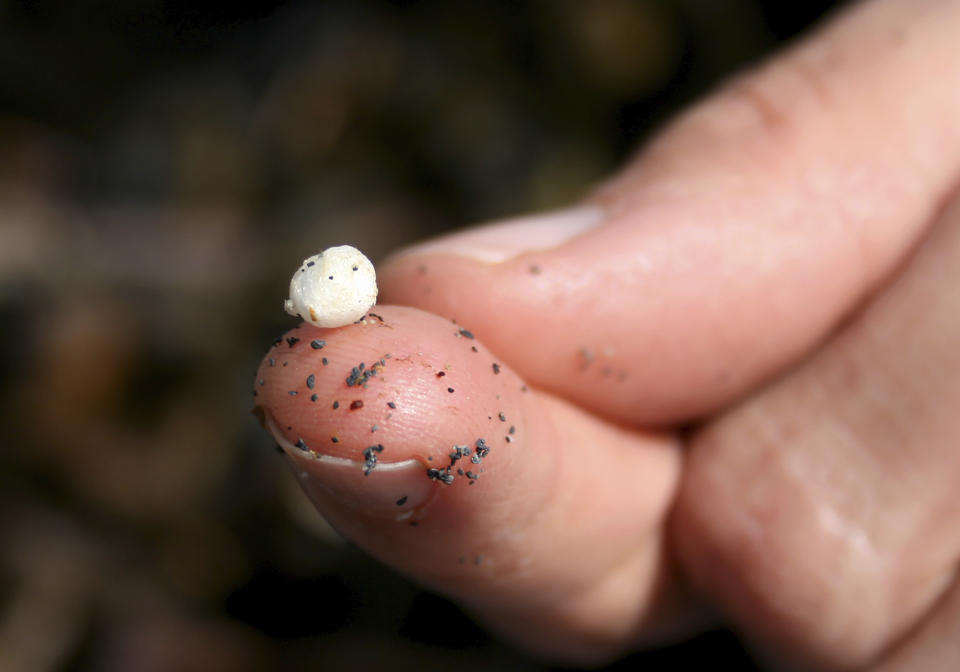 This 2013 photo from the National Oceanic and Atmospheric Administration (NOAA) shows piece of microplastic foam debris found along the coast of Alaska, on a person's finger. Scientists are finding "microplastics" - incredibly tiny bits of broken-down plastic smaller than a fraction of a grain of rice - everywhere in the environment, from ocean water to inside the guts of fish and even mixed in with the poop of sea otters and giant killer whales. Dozens of scientists from around the U.S. West will attend a gathering this week in Bremerton, Wash., to better focus the research on the environmental threat. (NOAA via AP)