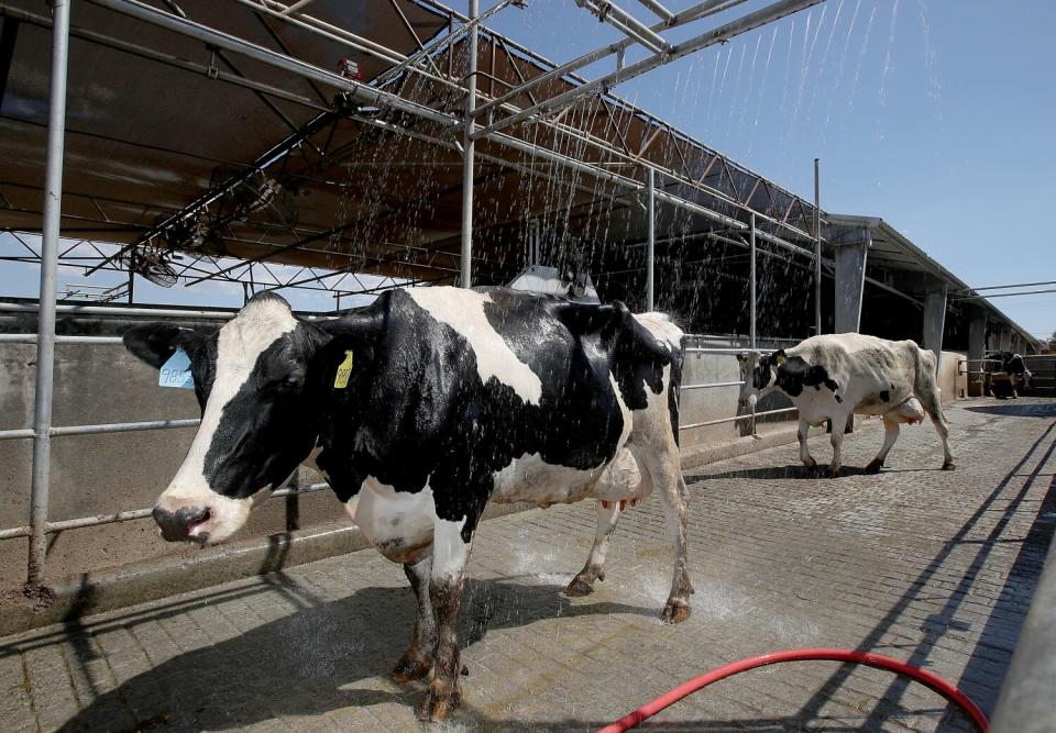 Cows pass through a cooling shower after being milked at Marvo Holsteins dairy farm.