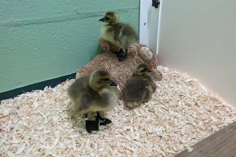 Some of the birds who were rescued from the oil spill on the lake