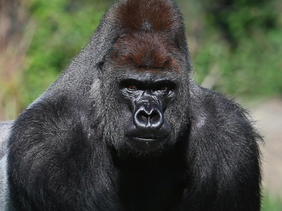 Kumbuka, a 15-year-old western lowland gorilla, explores his new enclosure in ZSL London Zoo on May 2, 2013 in London, England. The silverback male, who weights 185 kg and stands seven foot tall, moved from Paignton Zoo two weeks ago. It is hoped that Kumbuka will mate with the zoo's three female gorillas to increase numbers of the critically endangered species as part of the European breeding programme. (Photo by )