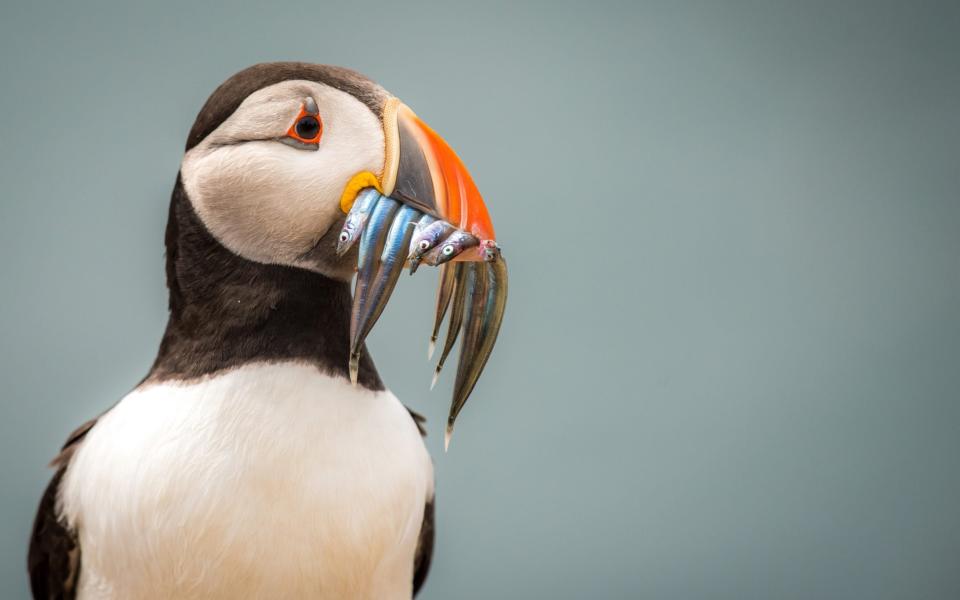 a puffin with a beakful of sand eels, a staple of the birds’ diet - getty