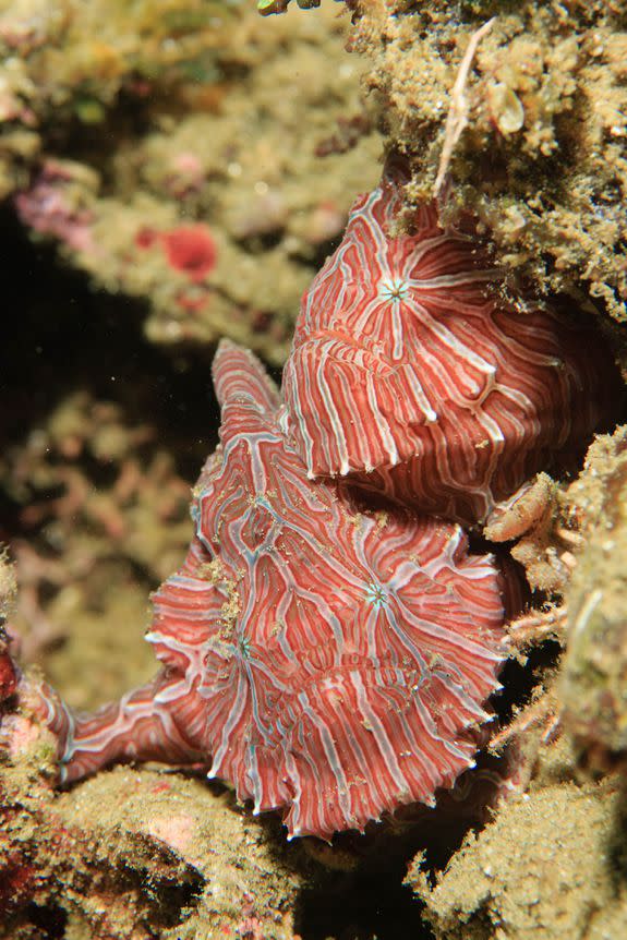 A pair of psychedelic frogfish in Ambon, Indonesia.