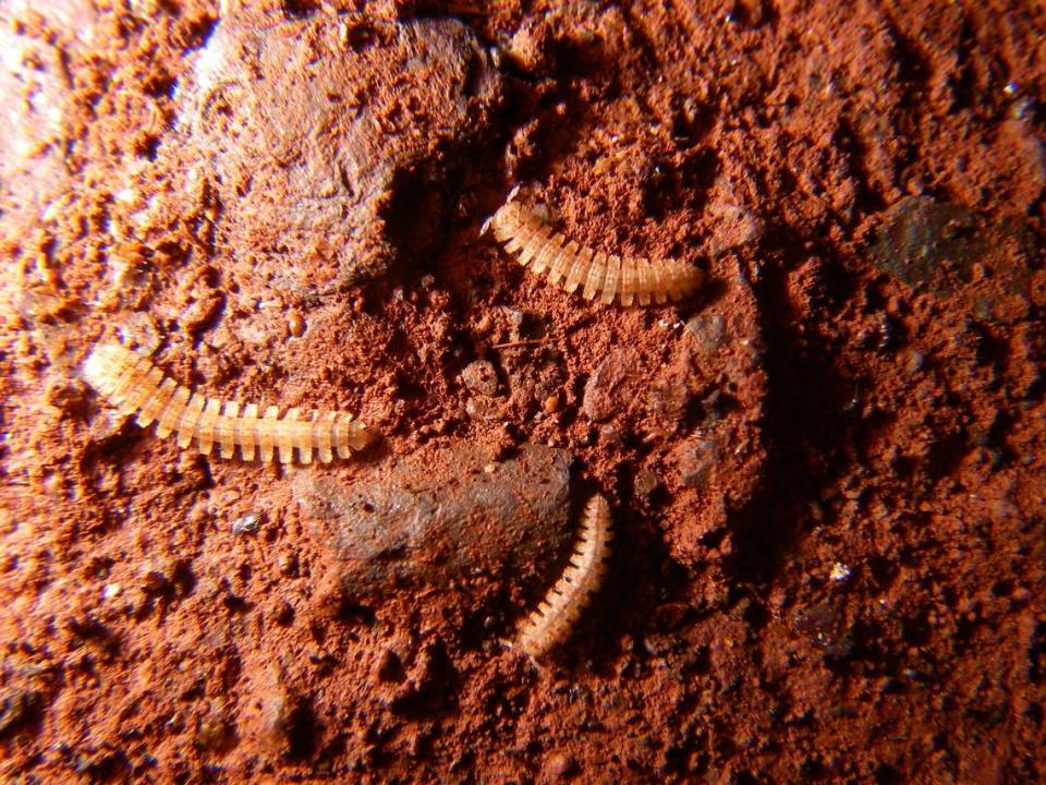 Several Pseudoporatia kananciue, or Kananciuê millipedes, inside a cave.