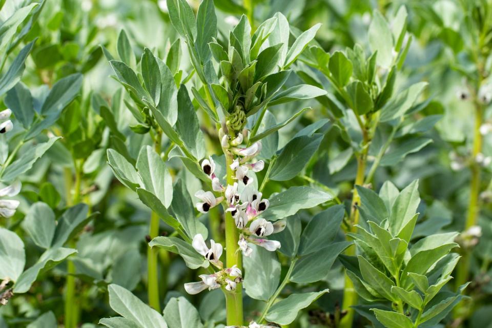 Vetch plants growing together in a garden. 