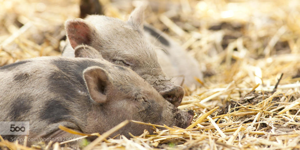 Piglets asleep