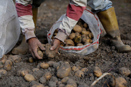 A worker puts potatoes affected by pests in a sack as he harvests them at a farm in La Grita, Venezuela January 27, 2018. REUTERS/Carlos Garcia Rawlins